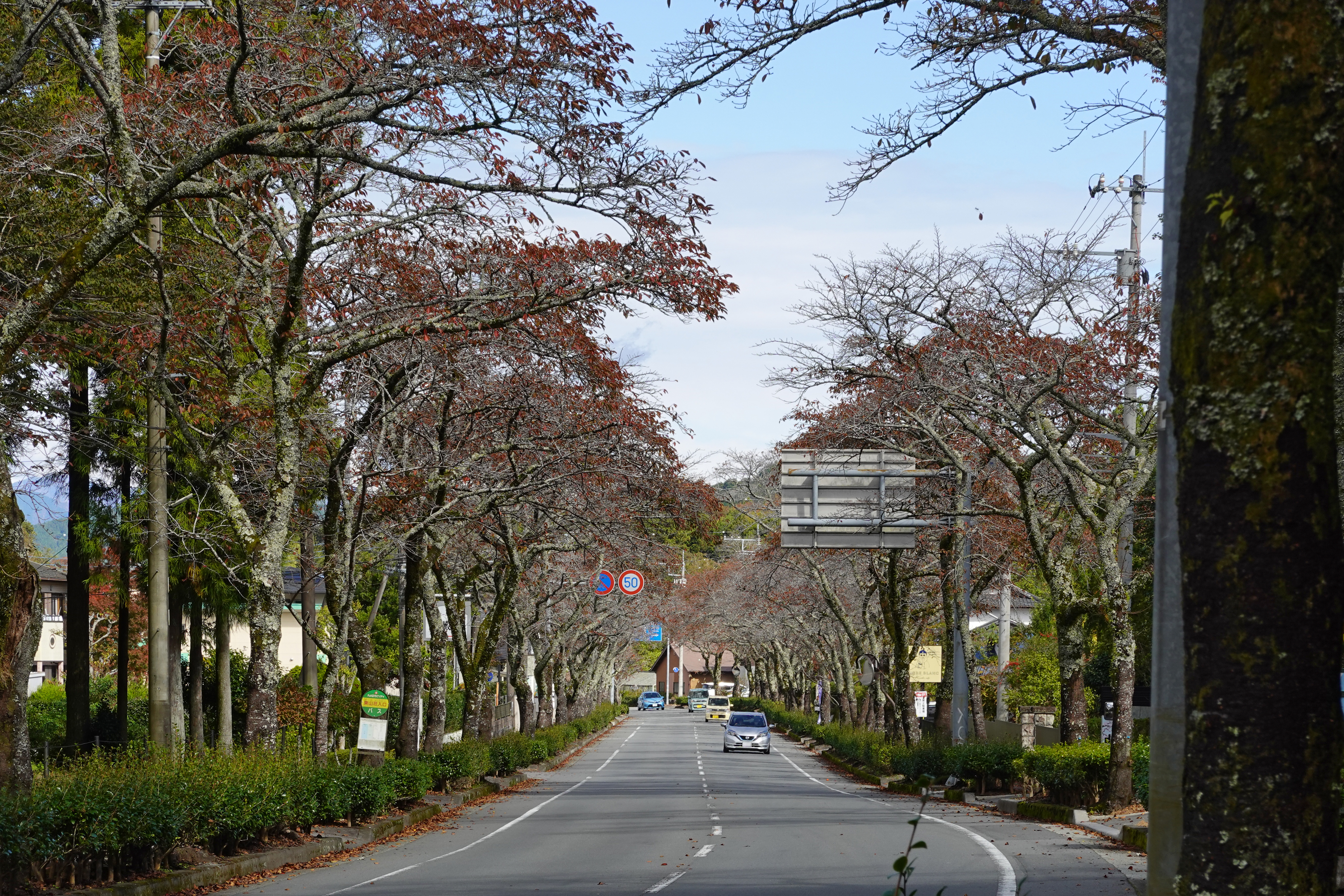 231029 Gotoubara sen Gotemba Japan by 663highland - Own work, CC BY-SA 4.0, https://commons.wikimedia.org/w/index.php?curid=145592663