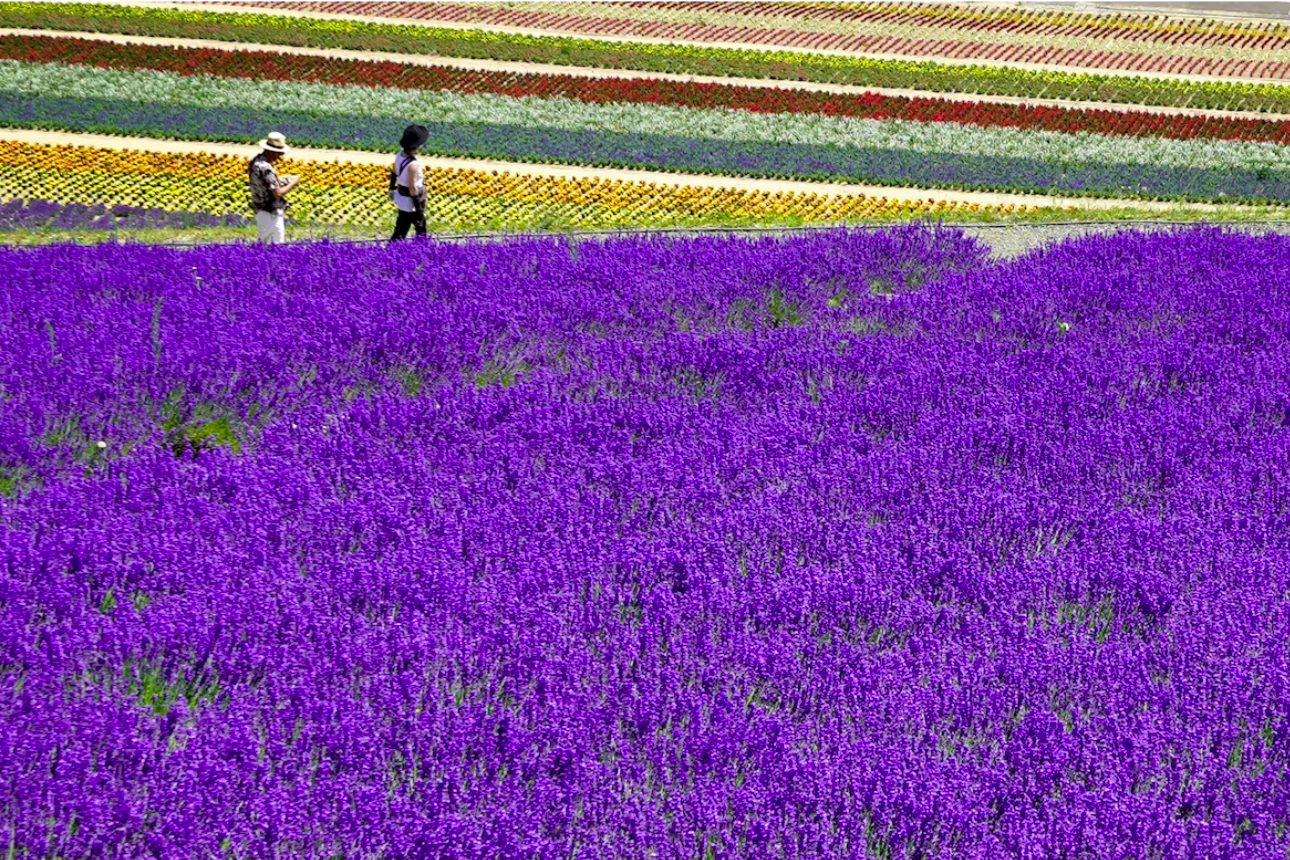 Tourists walking through a lavender field, Furano, Hokkaido