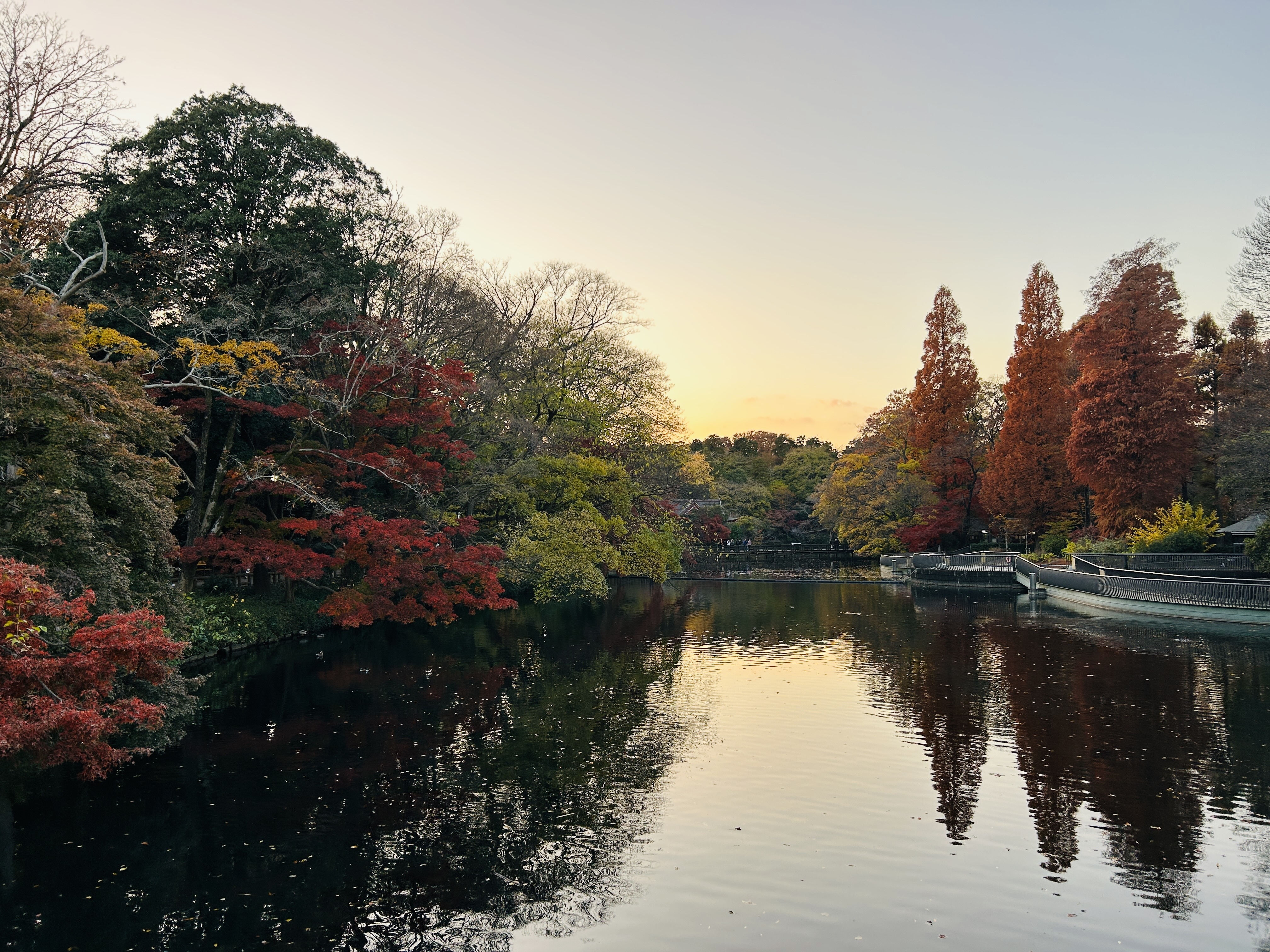 Inokashira Park during autumn