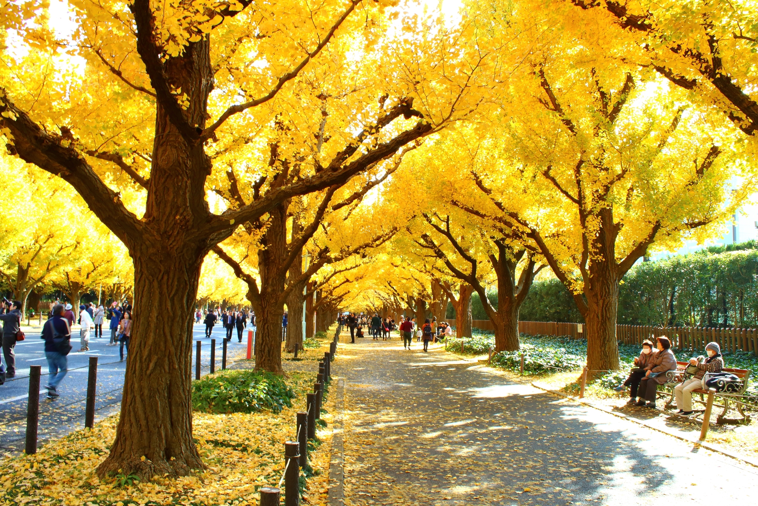 Jingu Gaien Gingko
