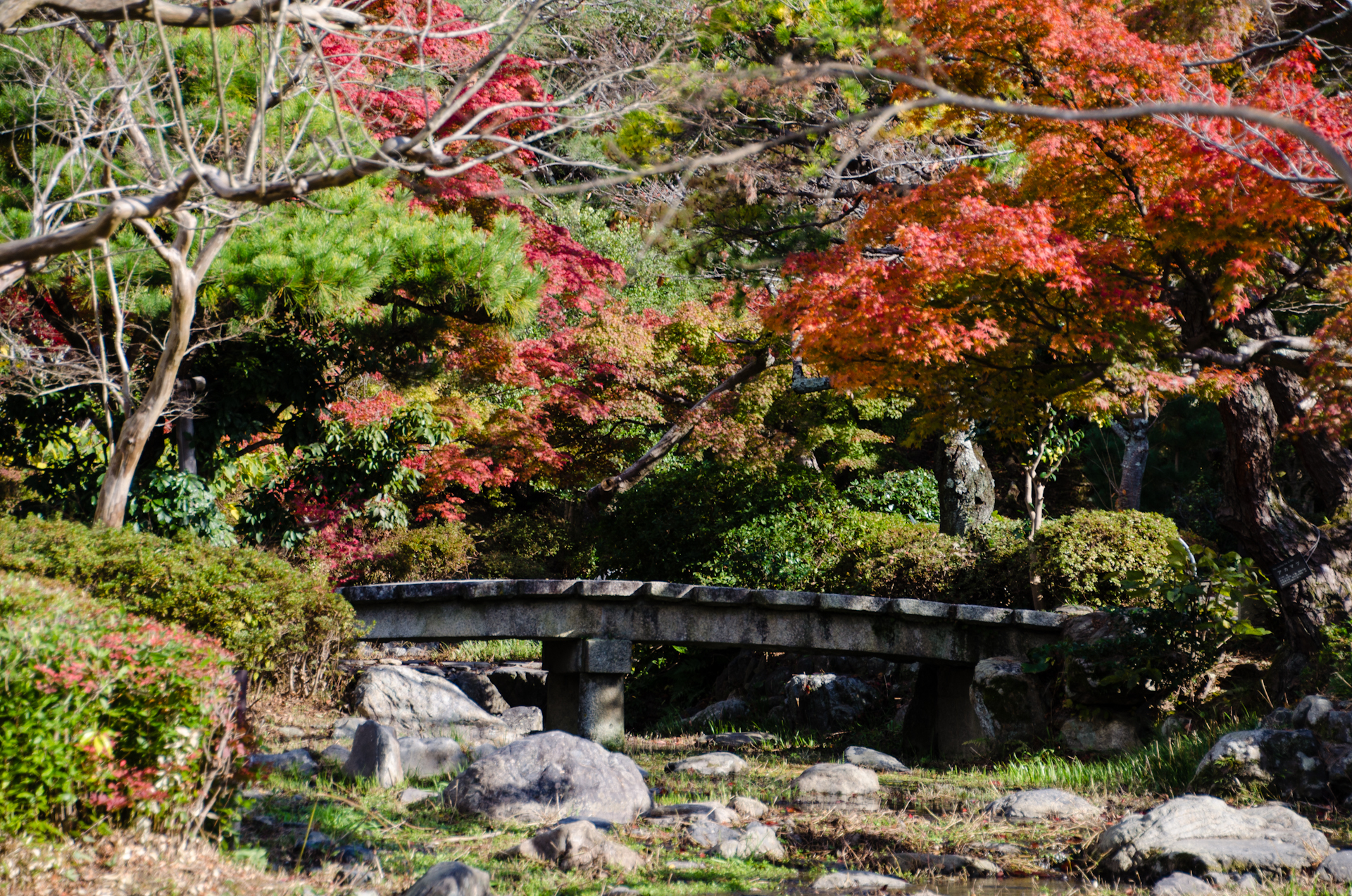 Momiji in Maruyama Park by Tomi Mäkitalo, CC BY-SA 3.0, https://commons.wikimedia.org/w/index.php?curid=55354508