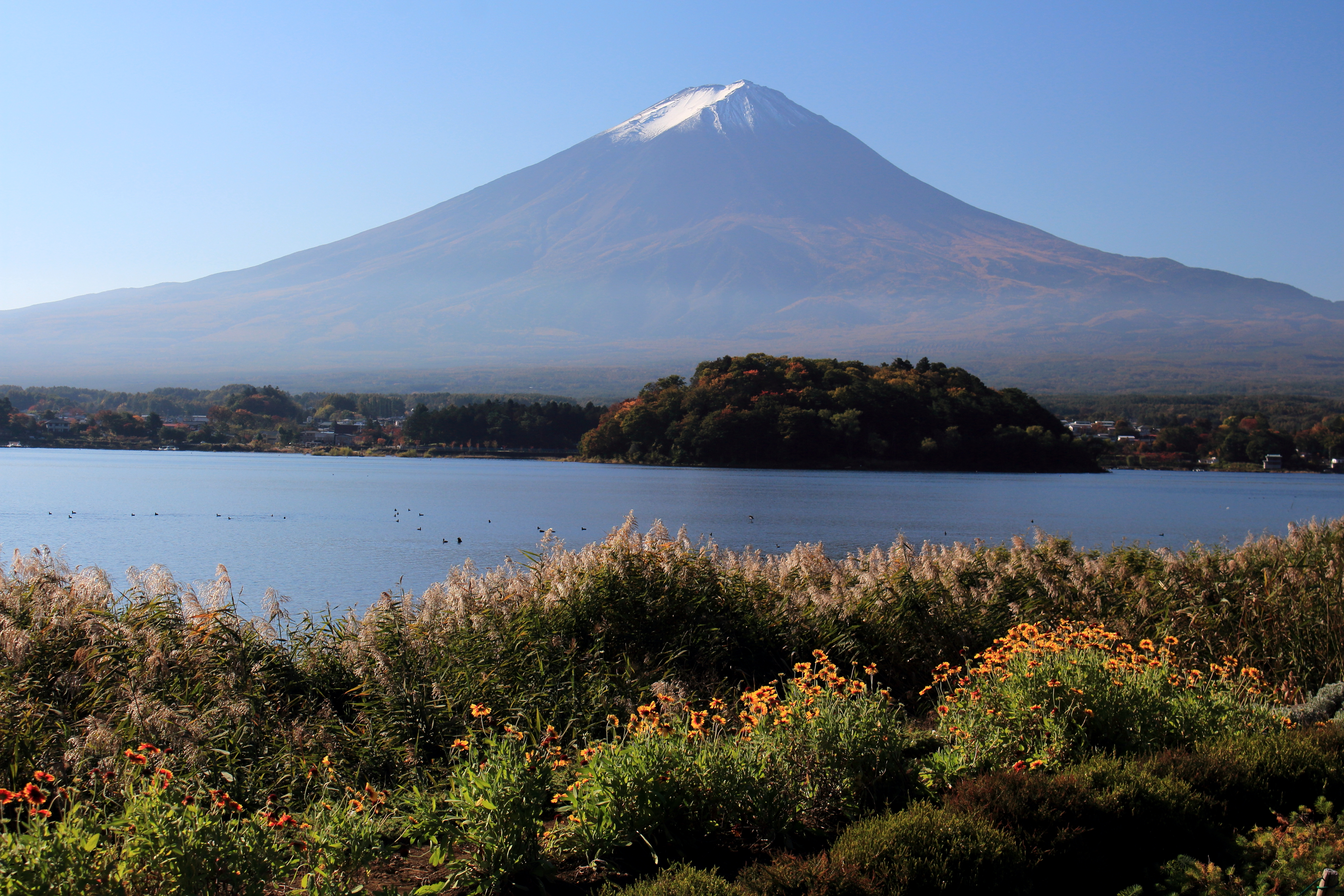 Mount Fuji from Oishi Park by Alpsdake - Own work, CC BY-SA 4.0, https://commons.wikimedia.org/w/index.php?curid=77651382