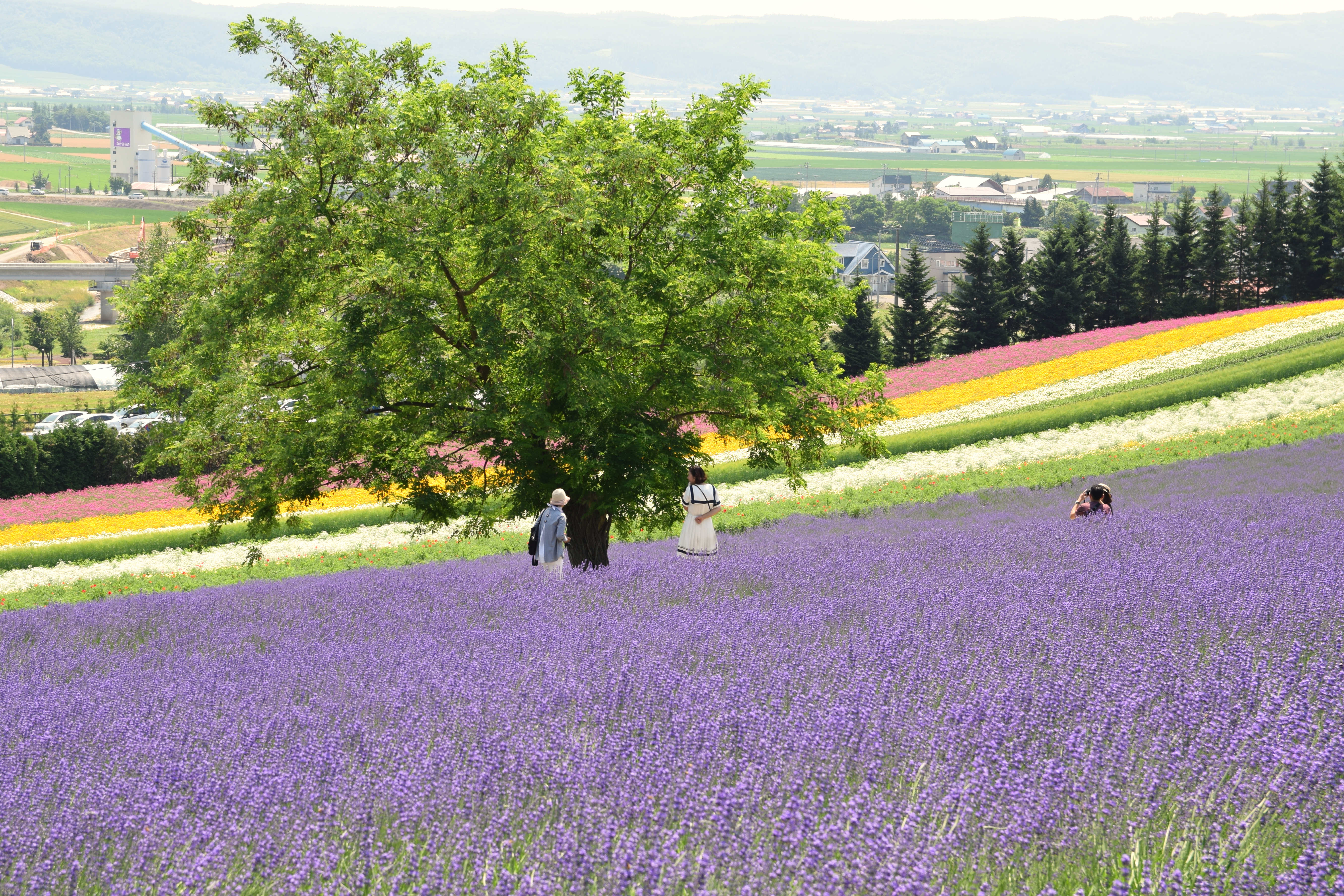 Sightseeing spot in Furano Hokkaido Prefecture by 雷太 - https://www.flickr.com/photos/128275472@N07/46485337682/, CC BY 2.0, https://commons.wikimedia.org/w/index.php?curid=94044054
