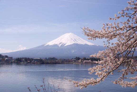 Lake Kawaguchiko Sakura Mount Fuji 4 by Midori - Own work, CC BY 3.0, https://commons.wikimedia.org/w/index.php?curid=10283874