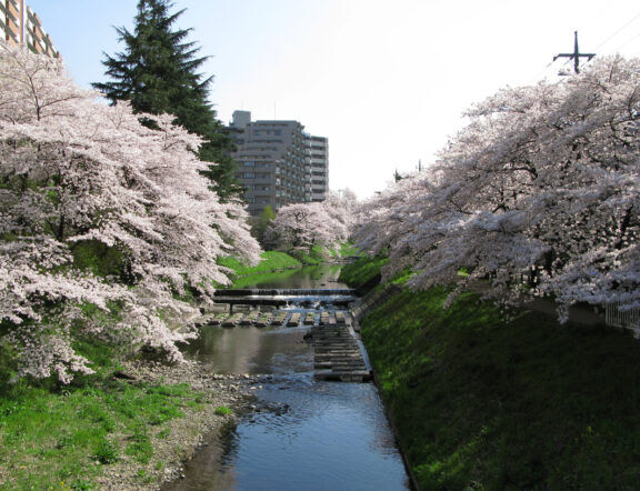 Iruma Kasumi River 1 by 京浜にけ - Own work, CC BY-SA 3.0, https://commons.wikimedia.org/w/index.php?curid=95884824