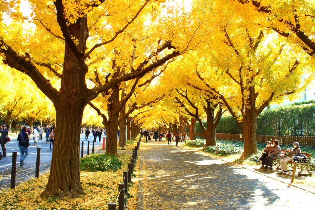 Jingu Gaien Gingko