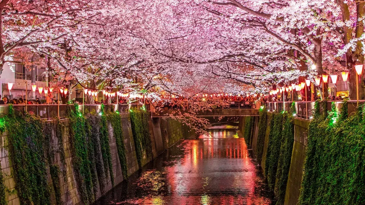 Meguro River in Sakura Season