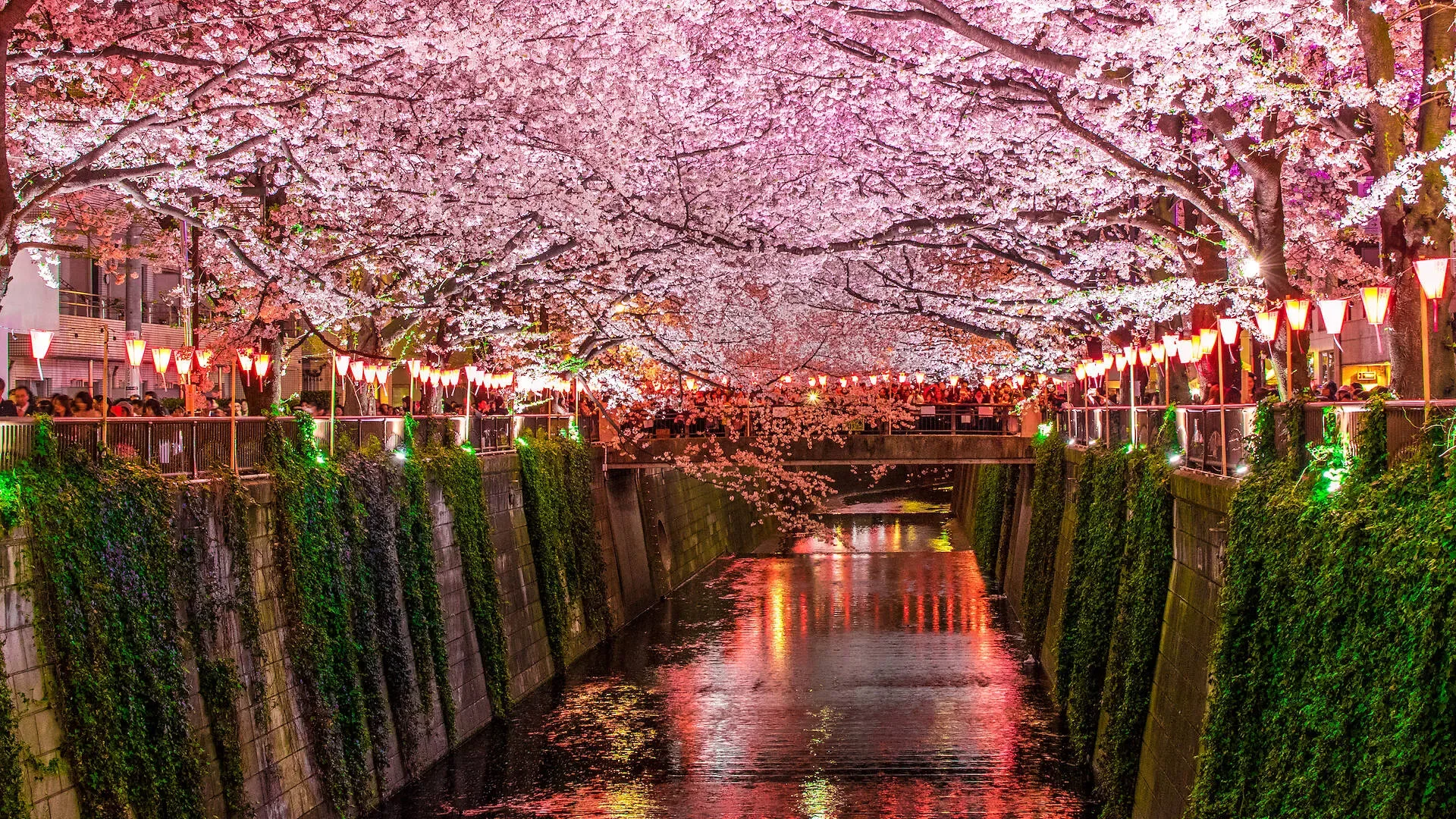 Meguro River in Sakura Season